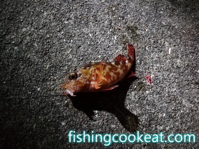 大蔵海岸で夜釣りでも釣れるガシラ（カサゴ）