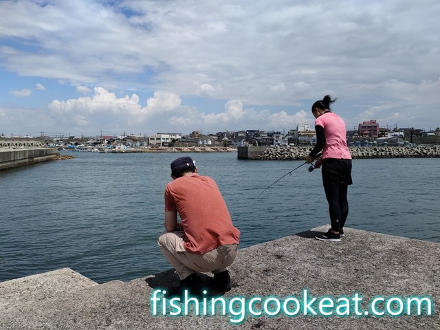江井ヶ島漁港での釣果！サビキと胴付き仕掛けの釣り場での成果は
